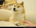 https://i.giphy.com/media/sHytgXD2vlNVC/100.webp?cid=36b14facad2kenooqimn0t8x3lz16m324zdc6vbc9k4ugt67&rid=100.webp&ct=g