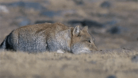 GIF animado (to254S46t6isg) fox GIF