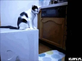 https://i.giphy.com/media/u75DtEmmyS0fK/giphy.webp