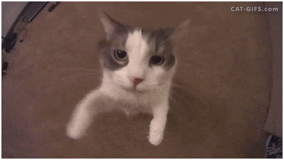 Cat Vibing