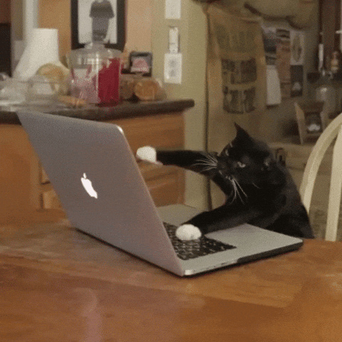 Анимированный котик