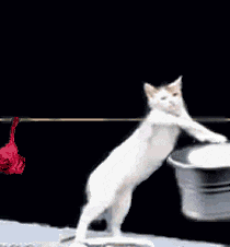 Cat Clothes