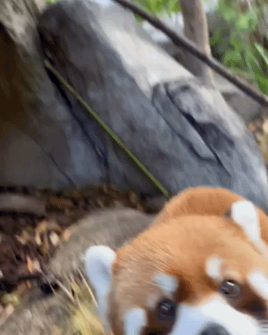 red-panda