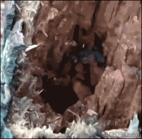 gif of an ermine peeking out of a log