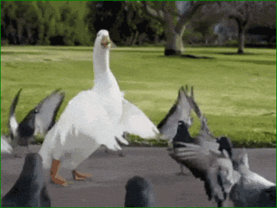 Duck GIF