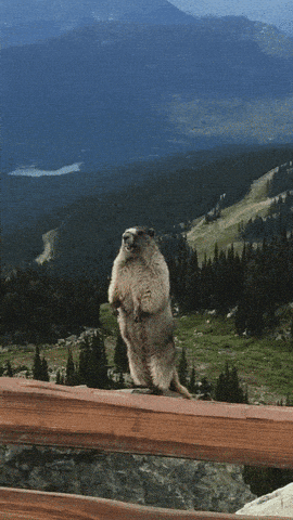 Screamin' Gopher
