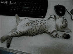 giphy.gif