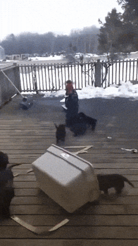giphy-downsized-large.gif