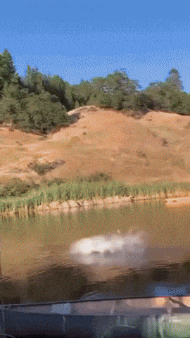 giphy-downsized-large.gif