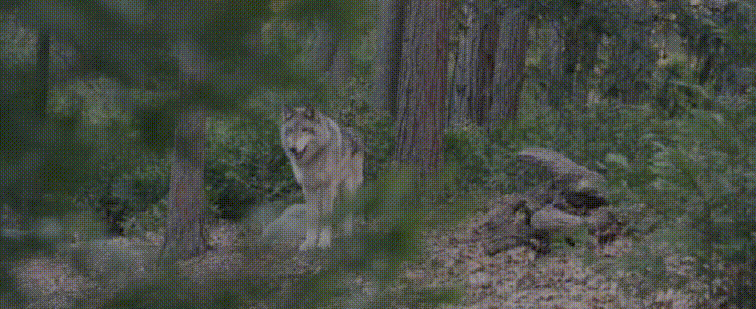 giphy-downsized-large.gif