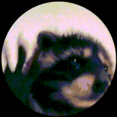 Pedro Racoon