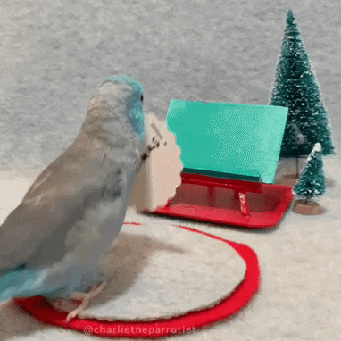 giphy.gif