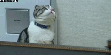 giphy.webp