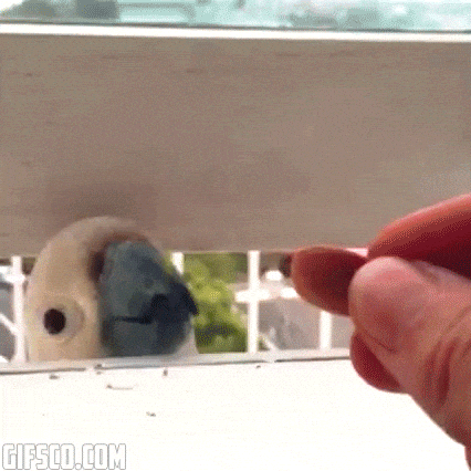 giphy-downsized-large.gif