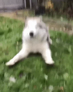 Zoomies