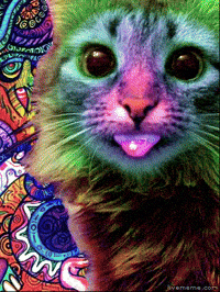 200w.gif