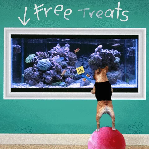 https://i.giphy.com/media/zCiNUSA9L7aKs/giphy.webp