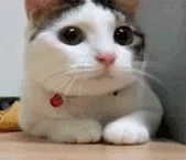 nR4L10XlJcSeQ.webp