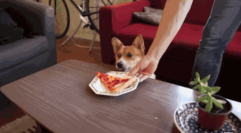cachorro comendo pizza