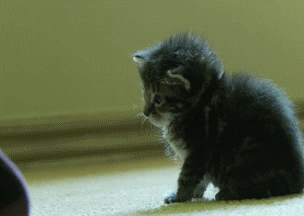 GIF de gatinho caindo.... own!