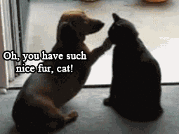 xUPGcJy4CLU5NBcD9C.gif